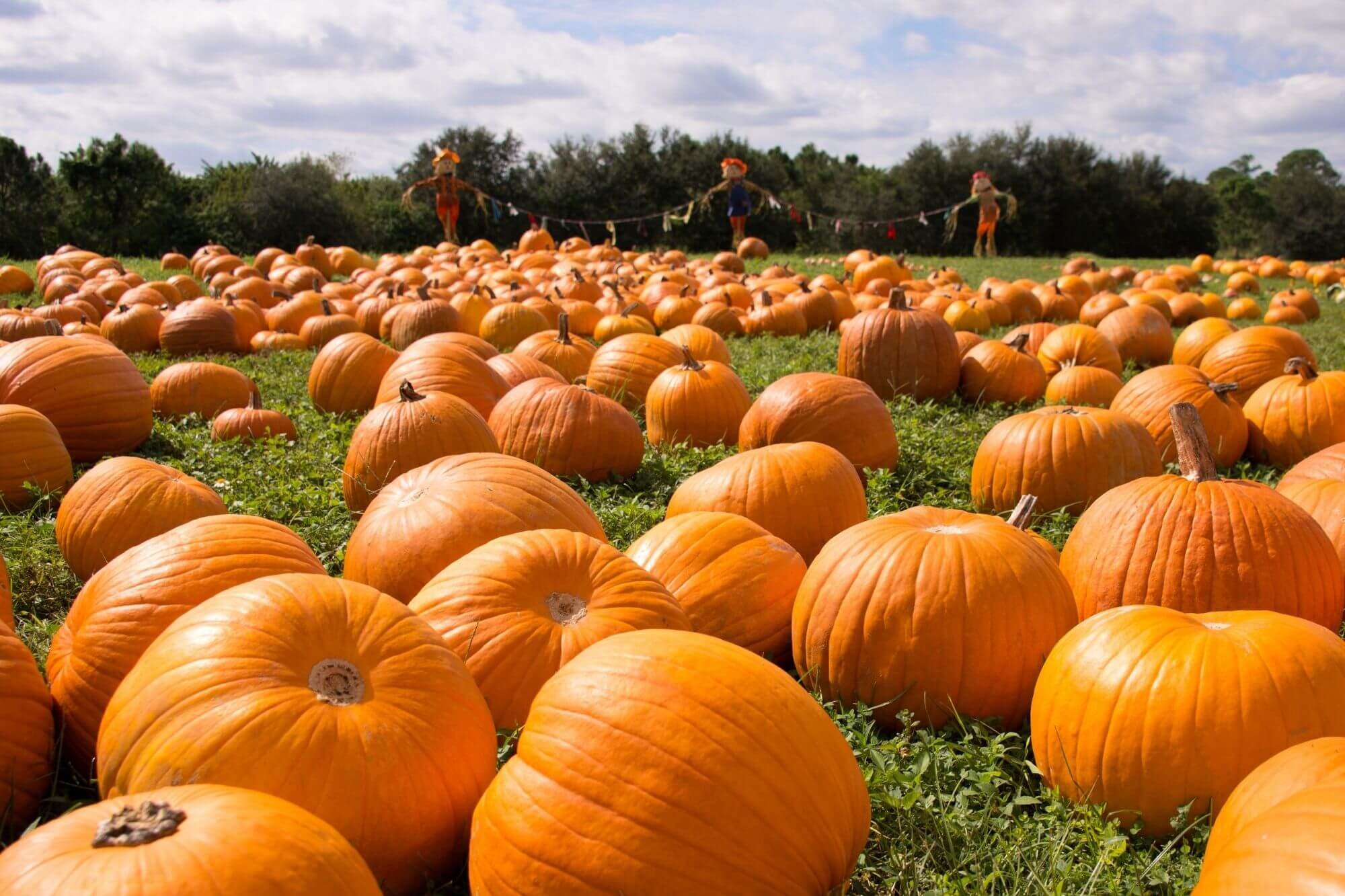 Cos'è un Pumpkin Patch? - Fattoria della Zucca